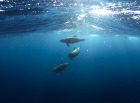 Удивителните животни, които морската вода крие