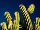 Във впечатляващия свят на кактусите