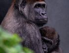 Зоологическата градина в Прага посрещна раждането на рядка горила