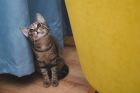 Пет породи котки, които са по-лесни за отглеждане от останалите Пет породи котки, които са по-лесни за отглеждане от останалите