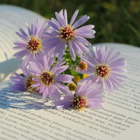 Специализирани занимания, посветени на Деня на будителите, предлага Музеят на Възраждането във Варна Специализирани занимания, посветени на Деня на будителите, предлага Музеят на Възраждането във Варна