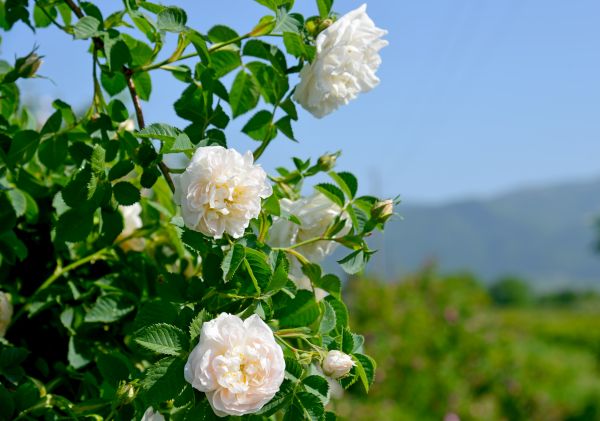 С аромат на рози от България
