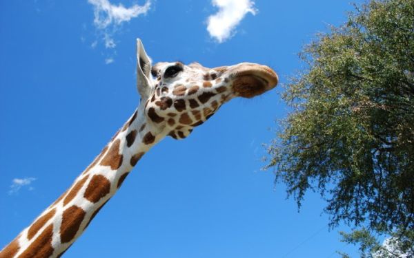 Защо жирафите имат дълги вратове?