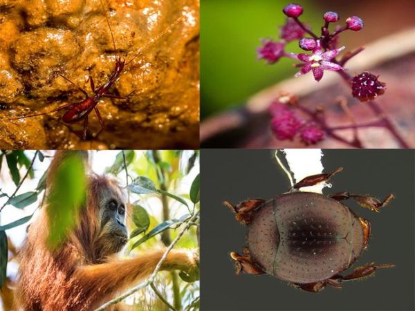 Торбест лъв, вулканична бактерия и 40-метрово дърво – това са топ три на новооткритите видове за 2017