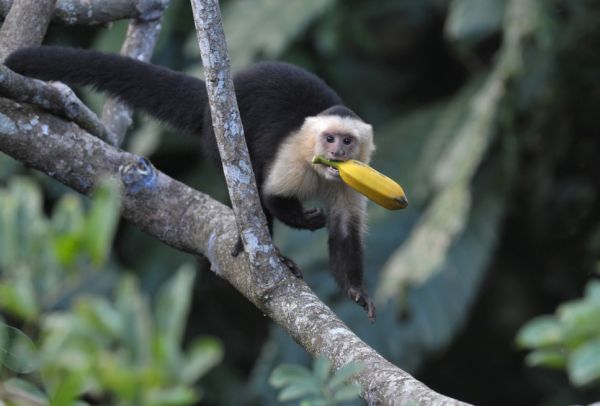 Защо маймуните обичат банани?