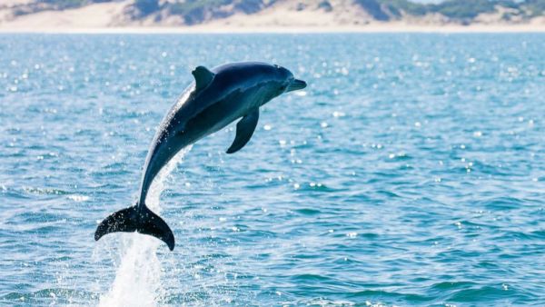 Не може да бъде: заснеха семейство делфини да плува в морето близо край брега в Поморие